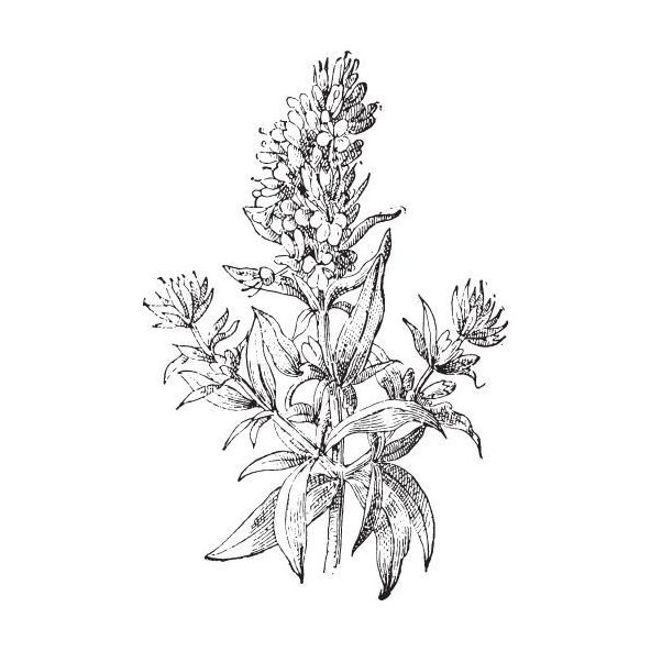 Yzopový olej 100% Bio Alteya 10 ml