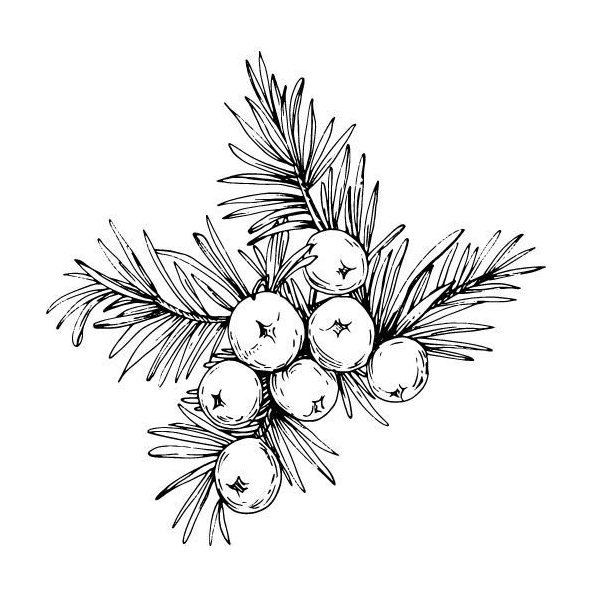 Borievkový olej 100% Bio Alteya 10 ml