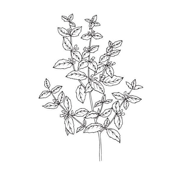 Medovkový olej 100% Bio Alteya 5 ml