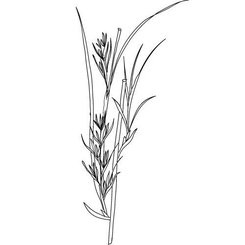 Palmarosa olej 100% Bio Alteya 10 ml