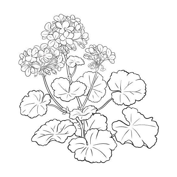 Pakostový (Zdravetz) olej 100% Bio Alteya 10 ml