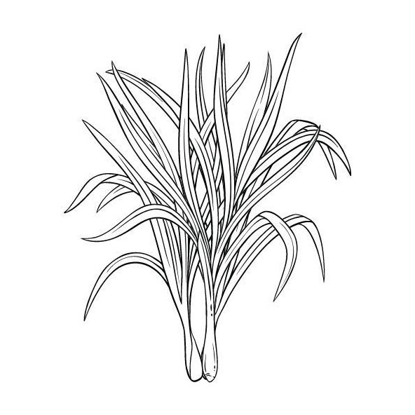 Olej z citrónovej trávy 100% Bio Alteya 5 ml