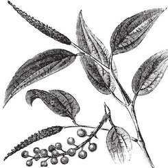 Listea Cubeba (May Chang) olej 100% Bio Alteya 10 ml