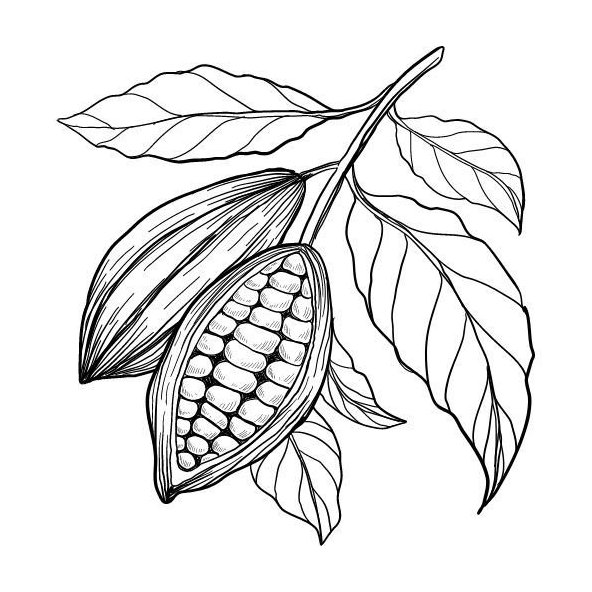 Kakaové maslo 100% Bio Alteya 200 ml