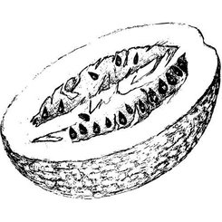 Tekvicový olej 100% Bio Alteya 50 ml