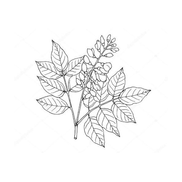 Karanja olej 100% Bio Alteya 50 ml