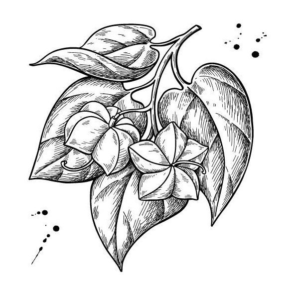 Olej zo semien Sacha Inchi 100% Bio Alteya 50 ml