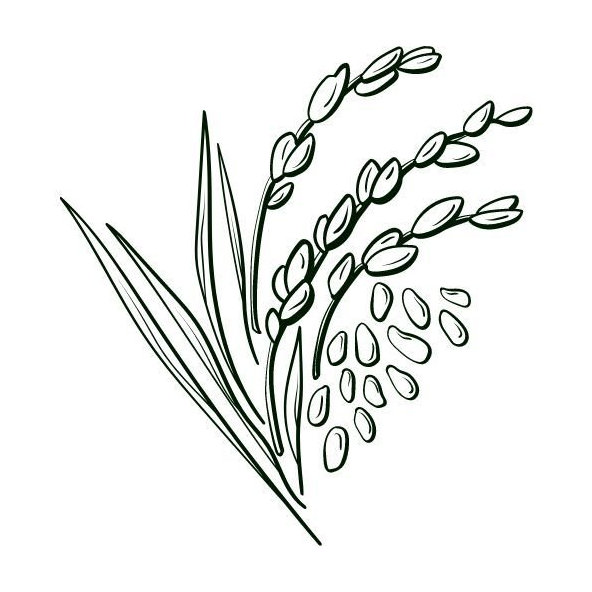 Ryžový olej 100% Bio Alteya 50 ml