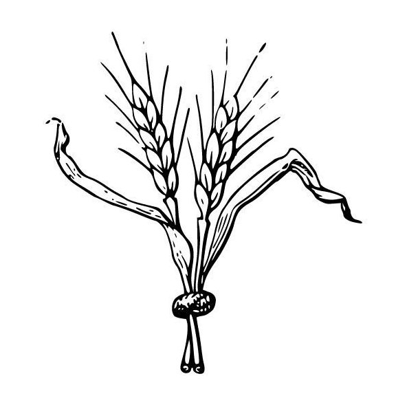 Pšeničný olej 100% Bio Alteya 50 ml