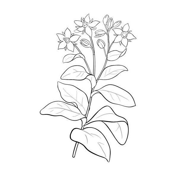 Borákový olej 100% Bio Alteya 50 ml