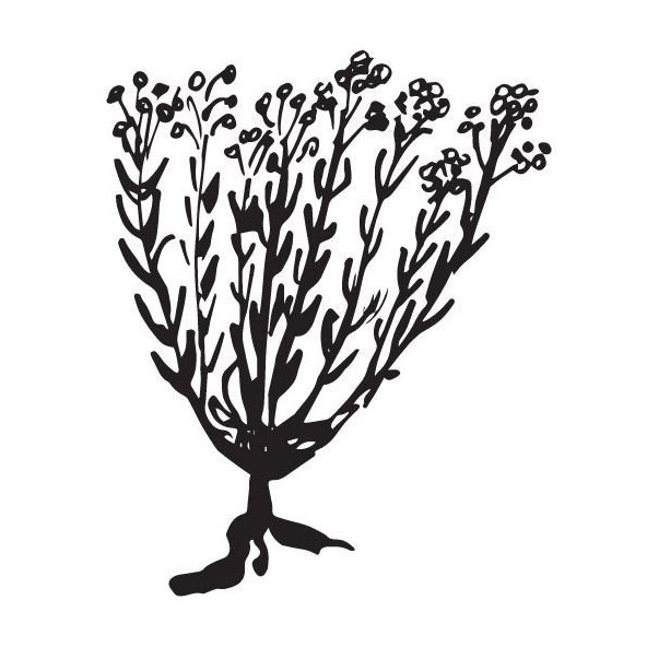 Olej zo slamienky talianskej 100% Bio Alteya 5 ml