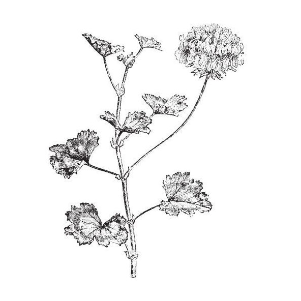 Rose Geranium olej 100% Bio Alteya 10 ml