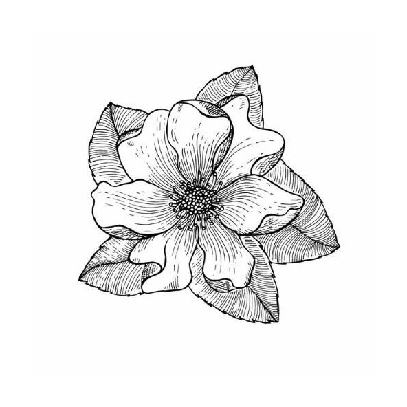 Čajovníkový olej (Kamélia olejná) 100% Bio Alteya 50 ml