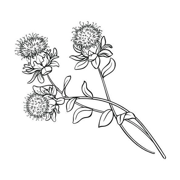 Bodliakový olej 100% Bio Alteya 50 ml