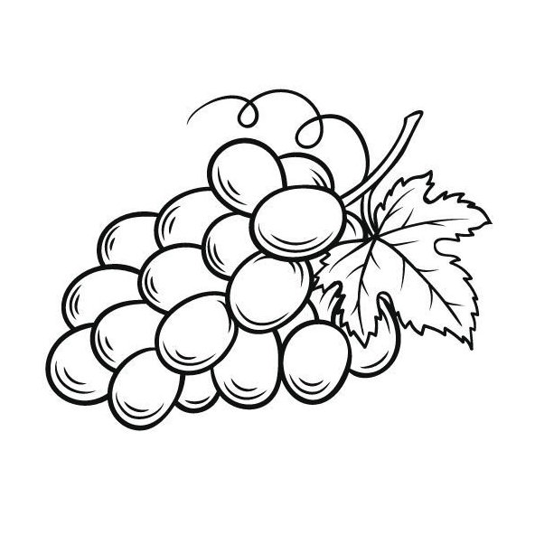 Olej z hroznových jadier 100% Bio Alteya 50 ml