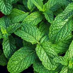 Krém na nohy Cool Menthol AROMA 75 ml