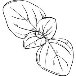 Bazalkový olej 100% BIO Alteya 5ml