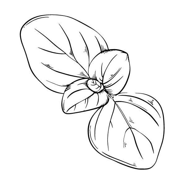 Bazalkový olej 100% BIO Alteya 5ml