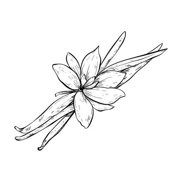 Vanilkový olej 100% BIO Alteya 5 ml