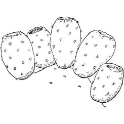 Opuncia olej 100 % BIO Alteya 50 ml