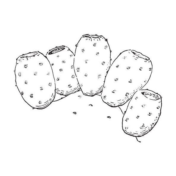 Opuncia olej 100 % BIO Alteya 50 ml