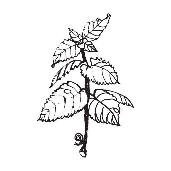 Mäta špicatá olej 100% BIO Alteya 5 ml