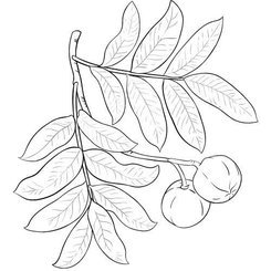 Andiroba olej 100% Bio Alteya 50 ml