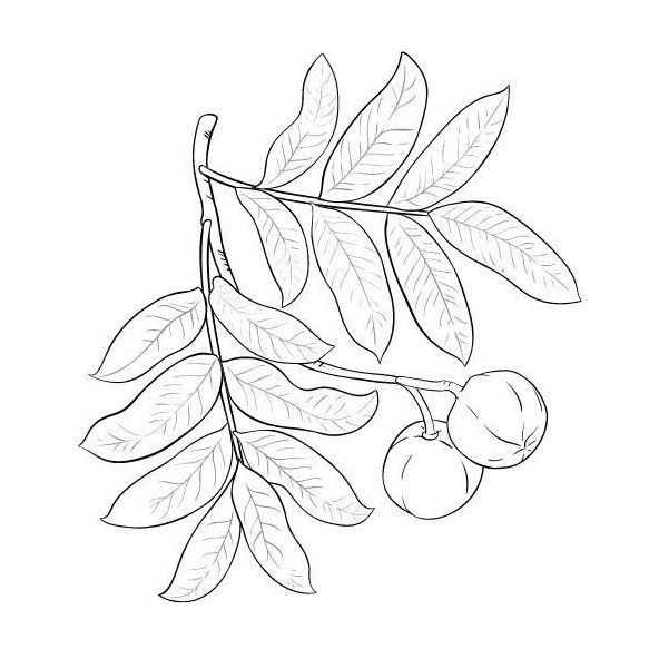 Andiroba olej 100% Bio Alteya 50 ml