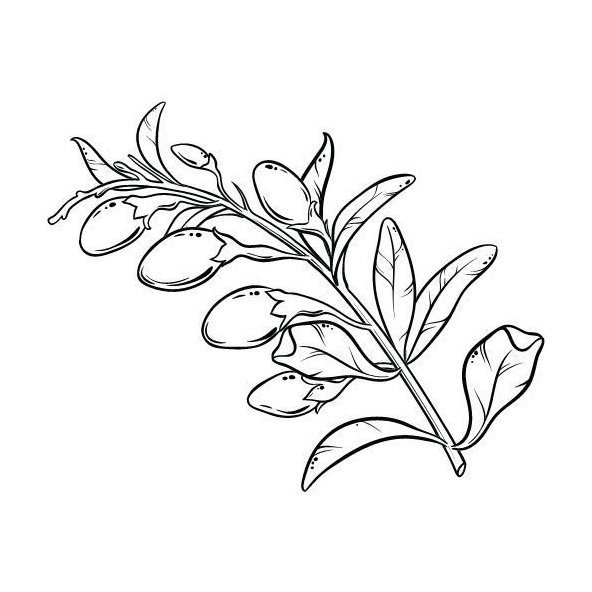 Goji Berry olej 100% Bio Alteya 50ml