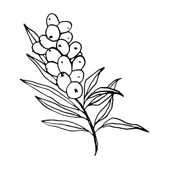 Rakytníkový olej 100% Bio Alteya 50 ml