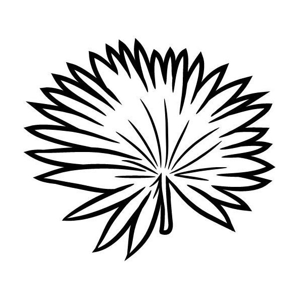 Karnaubský vosk 100% Bio Alteya 60 g