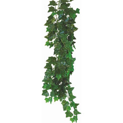 Happet HEDERA HELIX 50cm - rastlina do terária