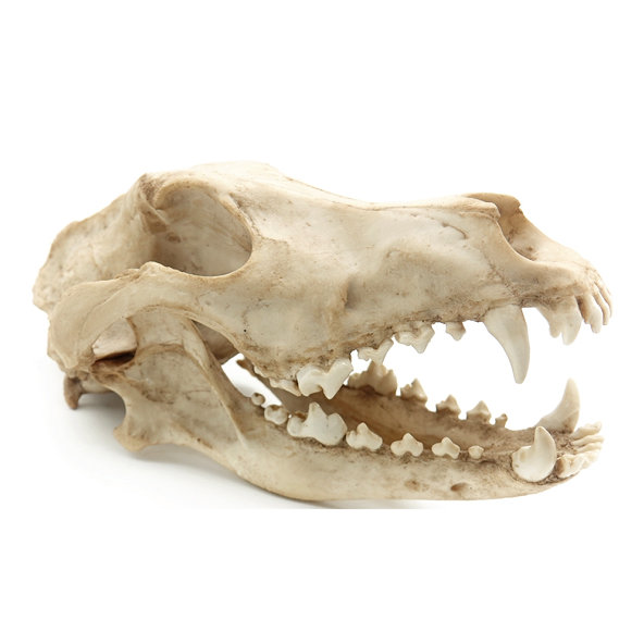 REPTILE NOVA úkryt do terária vlčia lebka velká 27x13x13,5cm