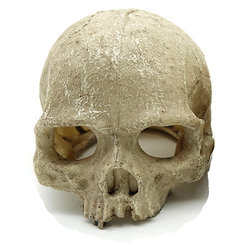 REPTILE NOVA úkryt do terária ľudská lebka 11x14cm