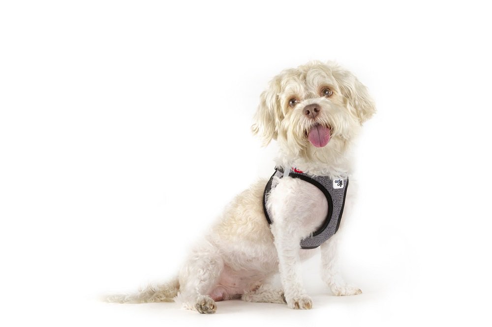 E-shop CURLI Postroj pre psov so sponou Merino vlna Black S, 4-7 kg