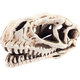 AQUA NOVA akváriová dekorácia Lebka dinosaura 14 cm