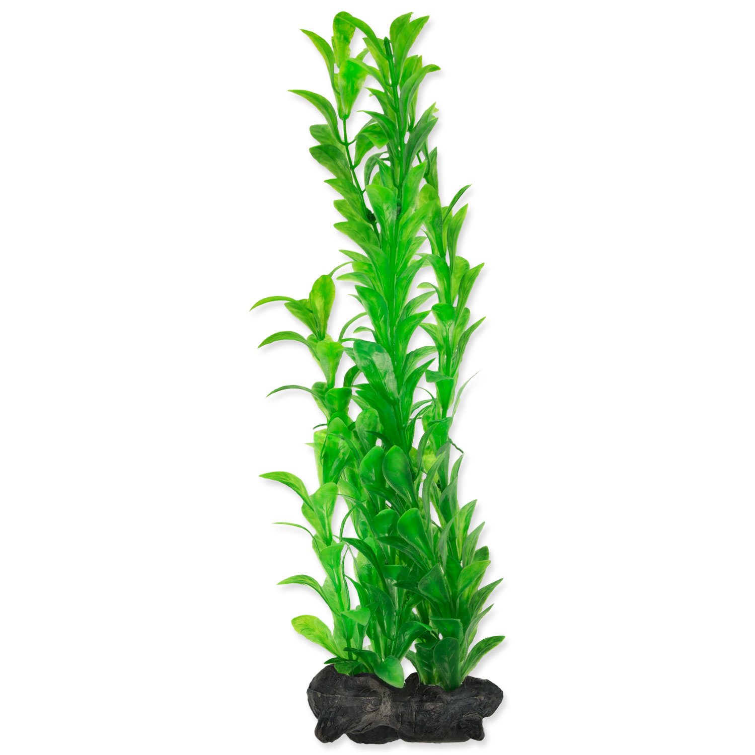 Tetra Hygrophila L 30 cm