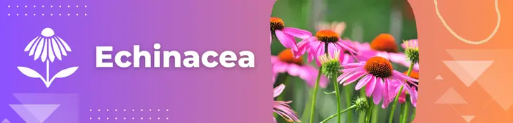 Echinacea